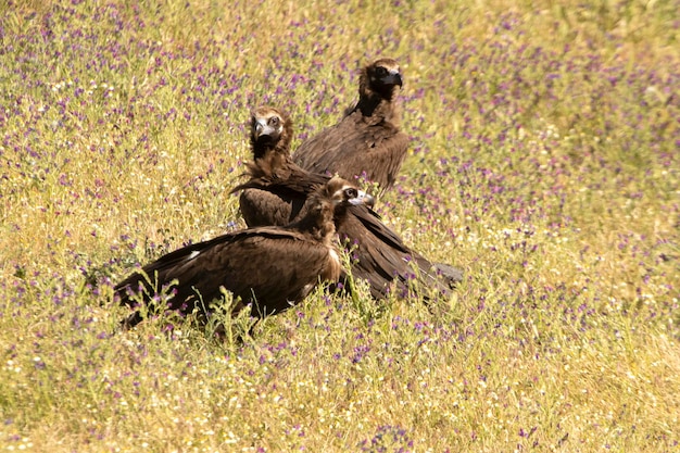 Black vulture with the first light of day in a Mediterranean montane ecosystem in spring