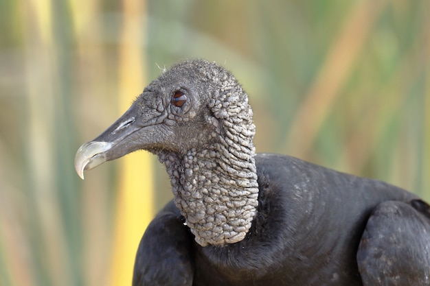 Black vulture