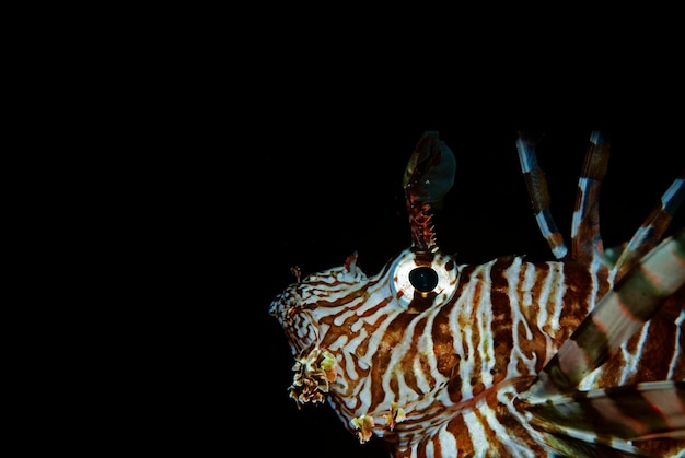 Black wallpapper of a lionfish