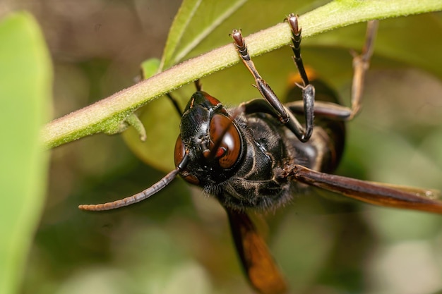 black wasp insect close up macro premium photo