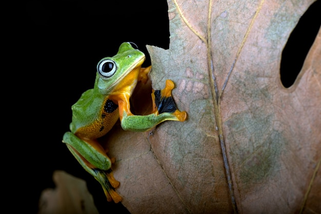 Black webbed tree frog among dry leaves