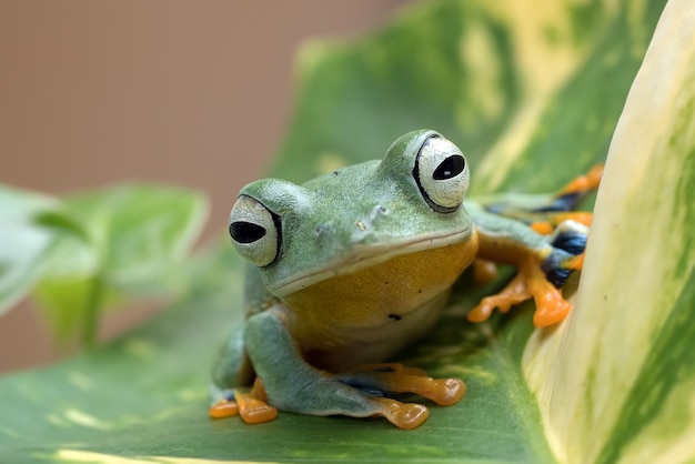 葉の上の黒い網目状のアマガエル