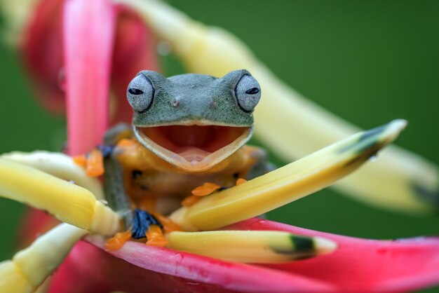 Black-webbed tree frog perched on a flower