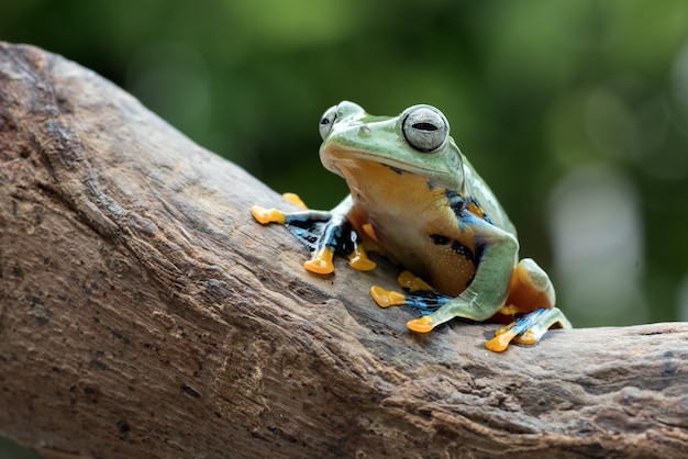 Black-webbed tree frog on a tree trunk