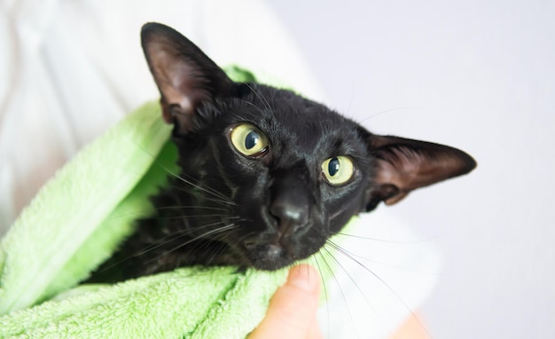 Black wet cat in towel after bath