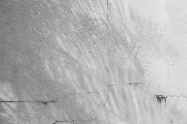 Черно-белый абстрактный фон-текстура листа теней на бетонной стене