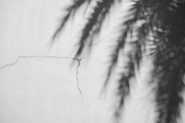 Black and White abstract background textuer of shadows leaf on a concrete wall