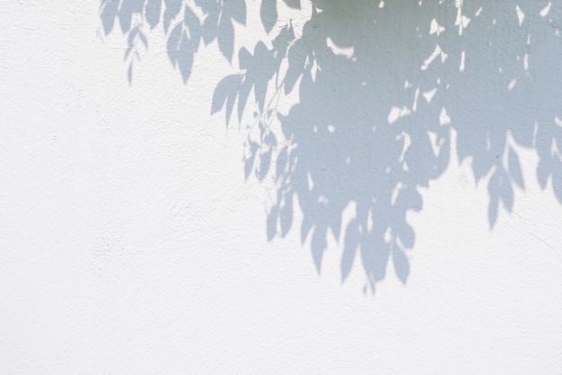 Il textuer astratto in bianco e nero del fondo delle ombre frondeggia su un muro di cemento