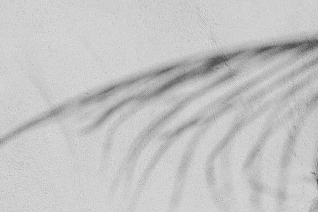 Photo black and white abstract background texture of shadows leaf on a concrete wall.