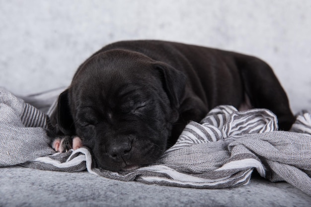 灰色の背景に黒と白のアメリカンスタッフォードシャーテリア犬またはamstaff子犬