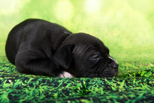 緑の背景に黒と白のアメリカンスタッフォードシャーテリア犬またはAmStaff子犬