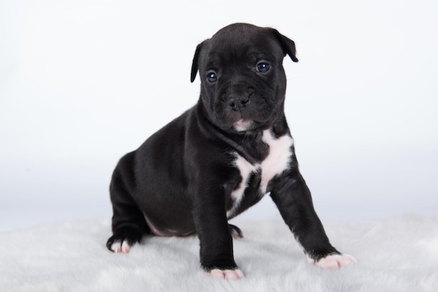 Black and white american staffordshire terrier dog or amstaff puppy on white background