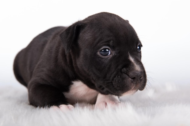 Black and white American Staffordshire Terrier dog or AmStaff puppy on white background