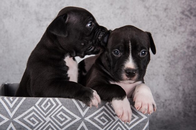 Black and white American Staffordshire Terrier dogs or AmStaff puppies on gray background