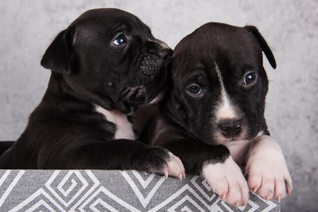 Black and white American Staffordshire Terrier dogs or AmStaff puppies on gray background