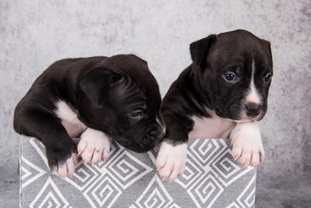 회색 배경에 흑인과 백인 아메리칸 스태퍼드셔 테리어 개 또는 AmStaff 강아지