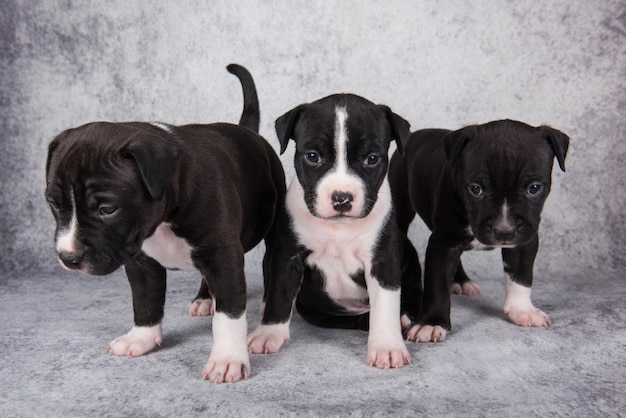 회색 배경에 흑인과 백인 아메리칸 스태퍼드셔 테리어 개 또는 AmStaff 강아지