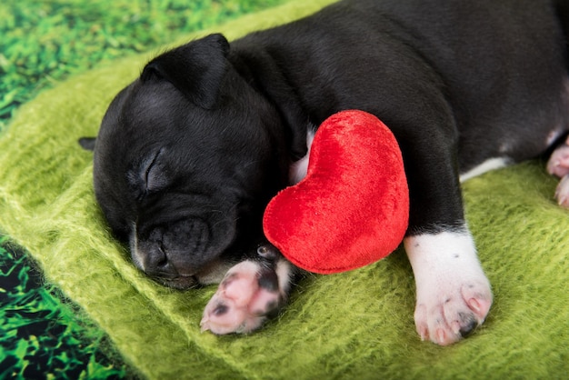 Black and white American Staffordshire Terrier puppy with red heart
