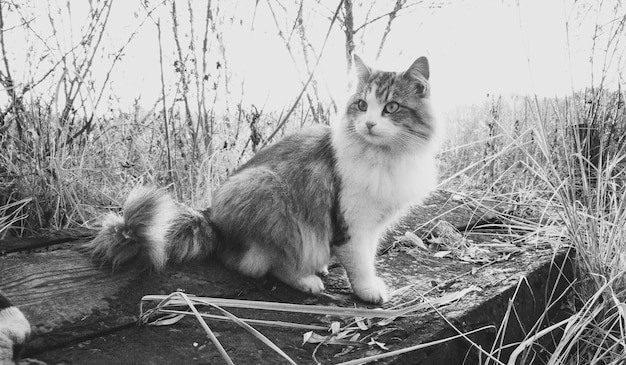 Black and white beautiful cat sitting on log at lake