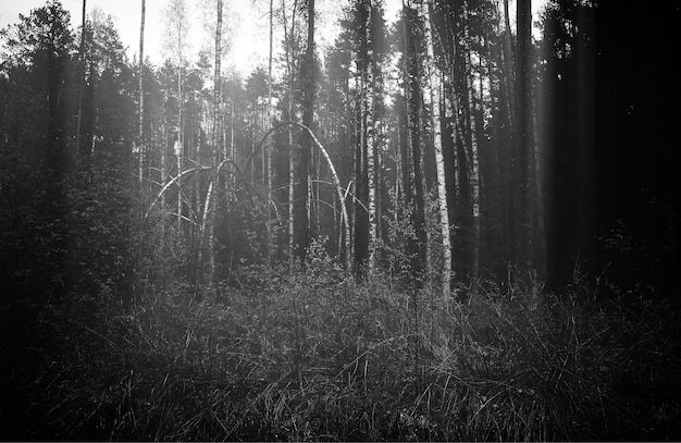 Black &amp; white bended trees at summer forest background