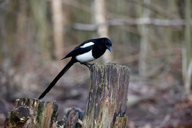 A black and white bird sits on a stump in the woods.