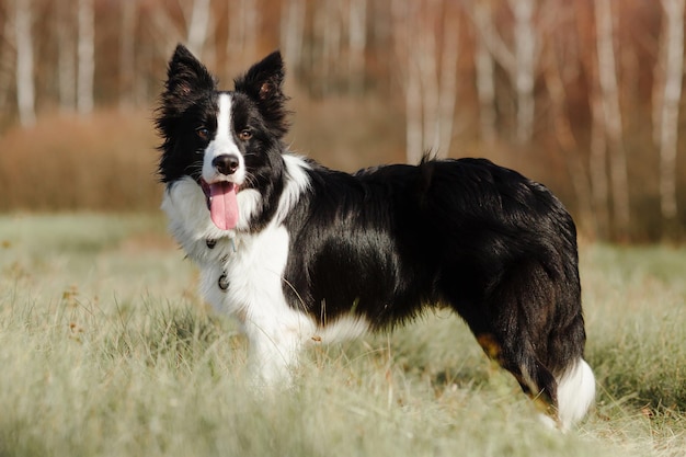 Foto il cane in bianco e nero di border collie sta posando nel campo