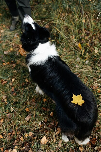 Black and white border collie dog in autumn forest