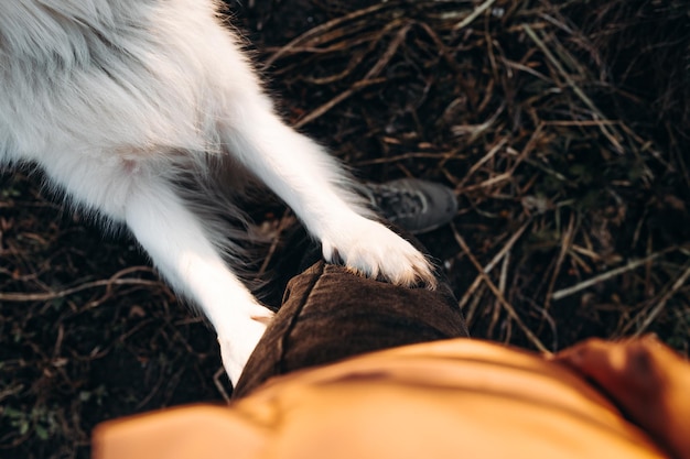 Black and white border collie dog hugging his owners leg