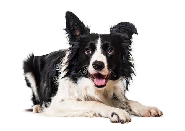 Black and white Border collie Dog lying down in front of the camera