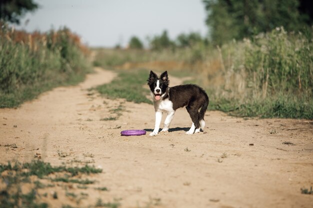 Cucciolo di cane border collie bianco e nero nel campo