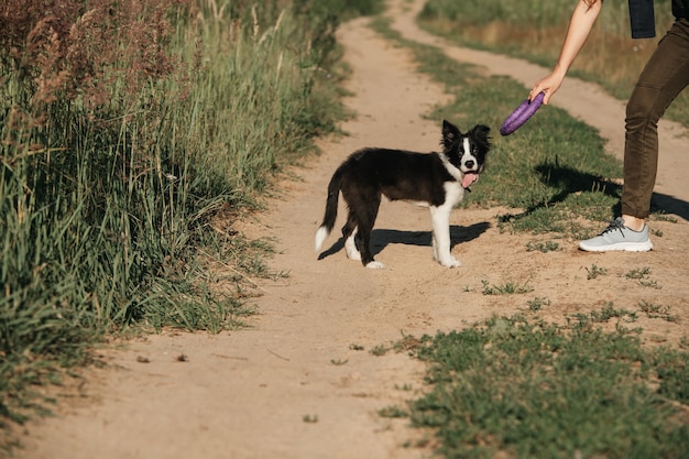 Photo black and white border collie dog puppy in the field