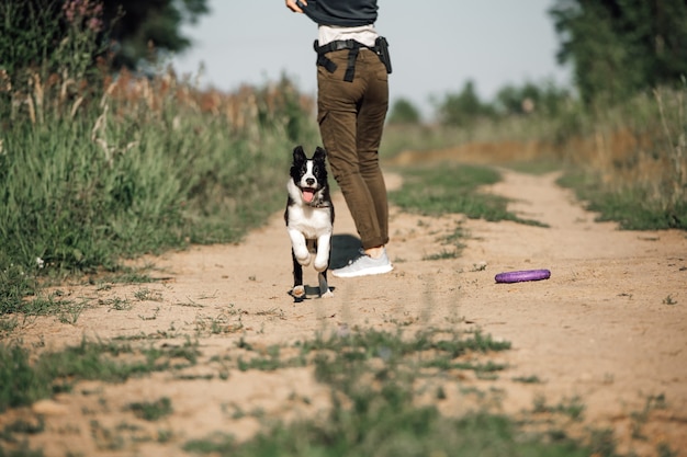 Black and white border collie dog puppy running in the field