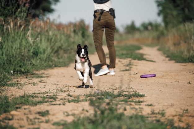 Black and white border collie dog puppy running in the field