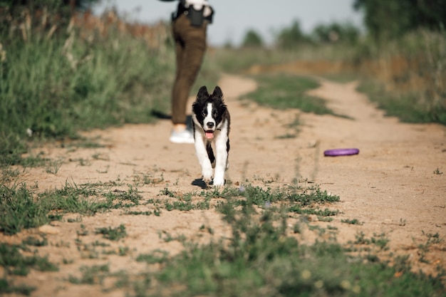 Black and white border collie dog puppy running in the field