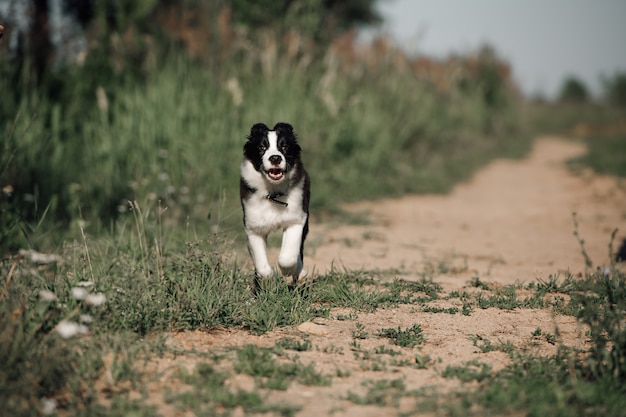 Black and white border collie dog puppy running in the field