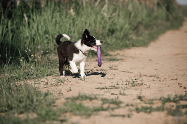 Black and white border collie dog puppy with puller