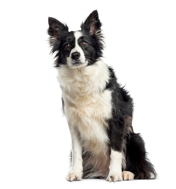 Black and white Border collie Dog sitting in front of the camera