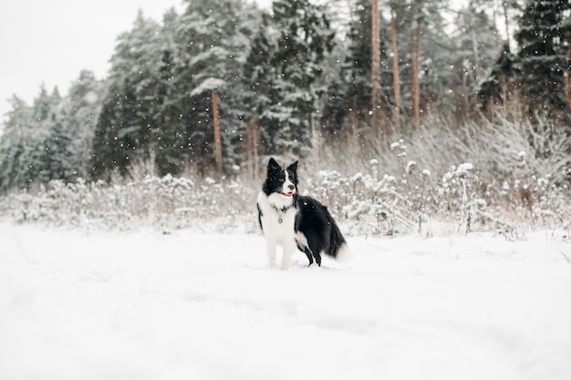 Bianco e nero border collie cane nella foresta innevata