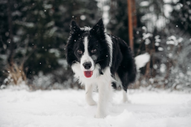 雪に覆われた森の黒と白のボーダーコリー犬