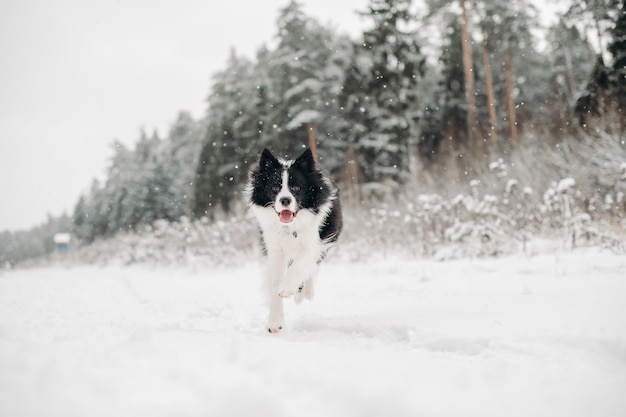 Black and white border collie dog in the snowy forest