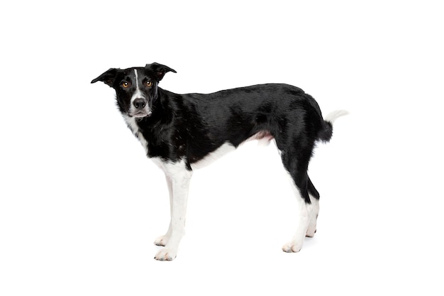 Black and white border collie dog