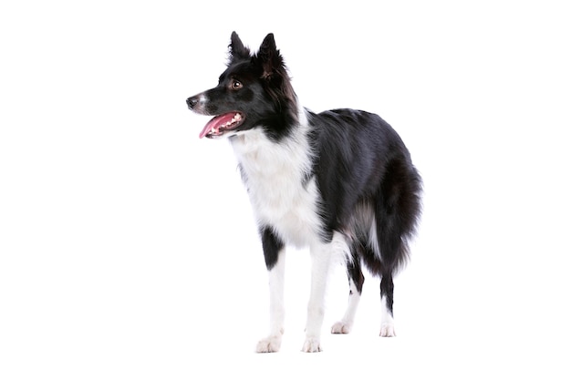 Black and white border collie dog