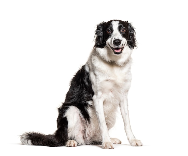 Black and white Border Collie panting, isolated on white