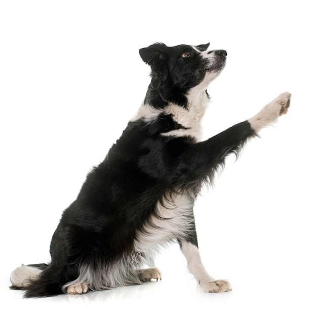 black and white border collie