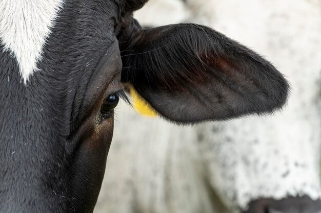 カメラを見て柵のそばに立っている黒と白のブラーマン種の肉牛コロンビア南アメリカ