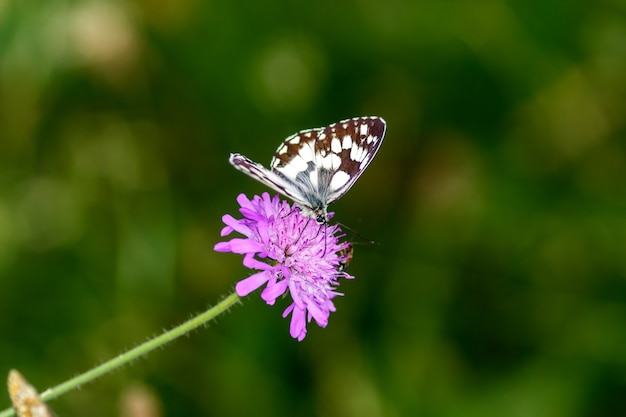 a black and white butterfly laid on a pink flower