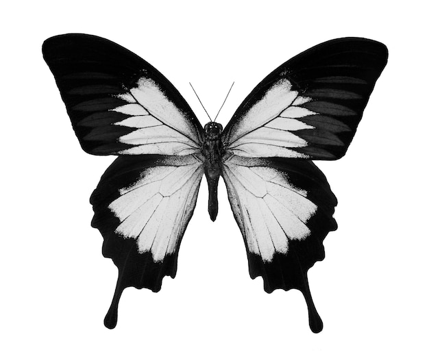 a black and white butterfly with the word butterfly on the side