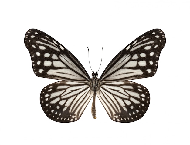 검은 색과 흰색 나비
