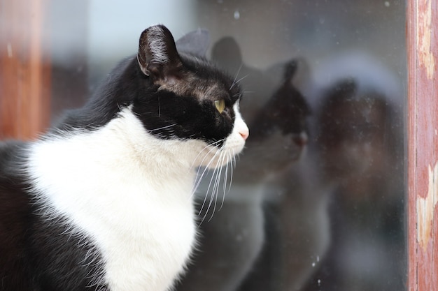 black and white cat basks in the sun on a window