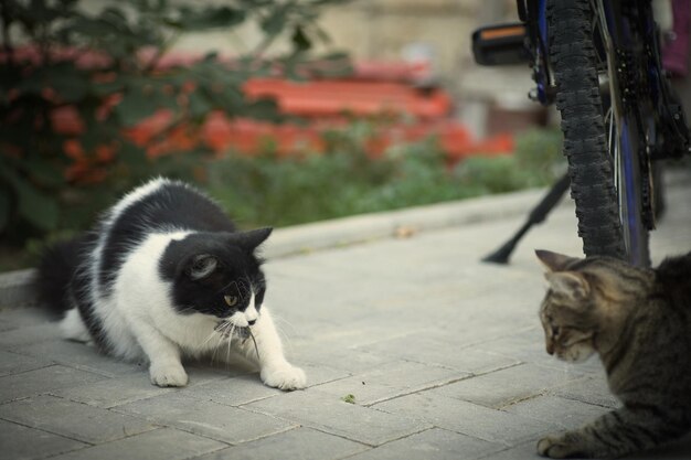 黒と白の猫がネズミを捕まえて ⁇ ネズミを狩る猫のように別のネズミから隠しています ⁇ 